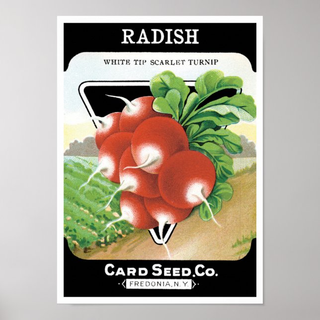 Vintage Seed Packet Label Art, Scarlet Radishes Poster (Front)