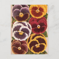 Vintage Seed Packet Labels, Garden Pansy Flowers