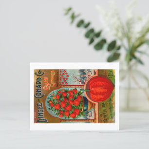 Vintage Seed Packet Postcard.  Postcard