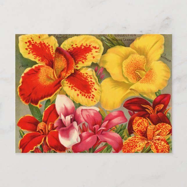 Vintage Seed Packets Cards, Postage and Gifts Postcard (Front)