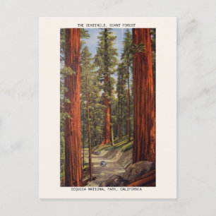Vintage Sentinels Trees Sequoia National Park Postcard