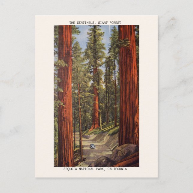 Vintage Sentinels Trees Sequoia National Park Postcard (Front)