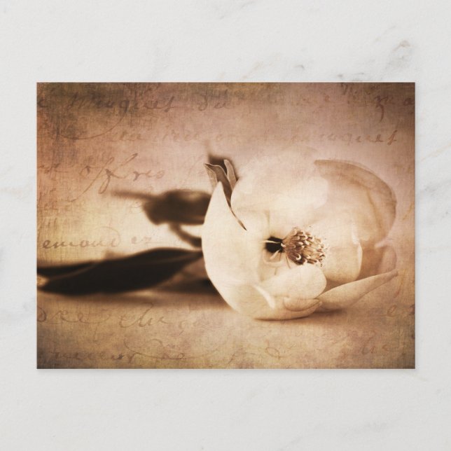 Vintage Sepia Magnolia Flower Floral Flower Postcard (Front)