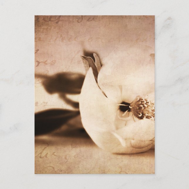 Vintage Sepia Magnolia Flower Floral Flower Postcard (Front)