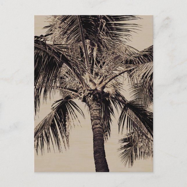 Vintage Sepia Retro Hawaiian Palm Tree Template Postcard (Front)