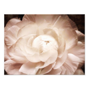 Vintage Sepia White & Cream Ranunculus Background Photo Print