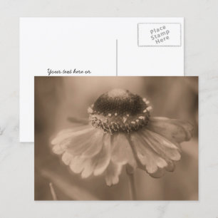 Vintage Sepia Zinnia Flower Personalised Postcard