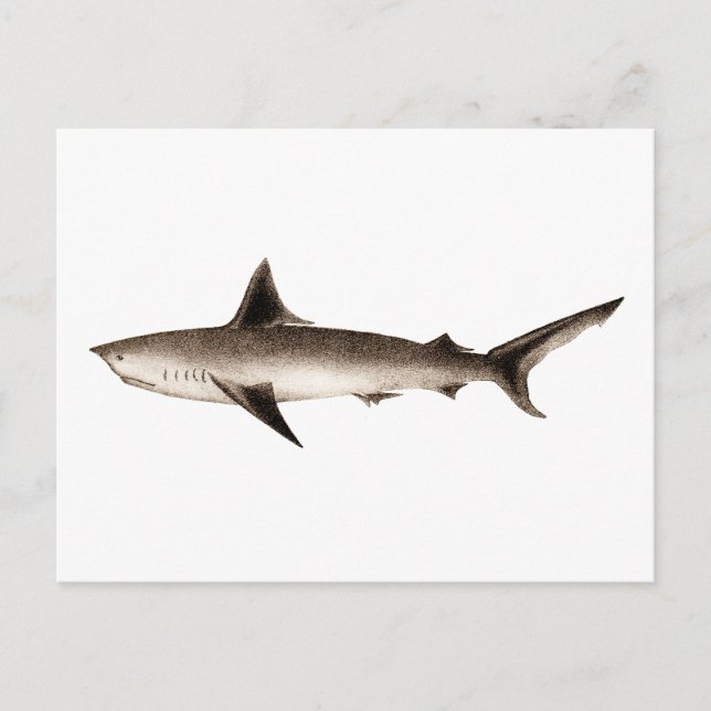 Vintage Shark Illustration - Retro Sharks Template Postcard (Front)