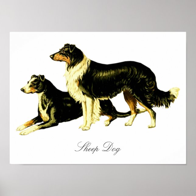 Vintage Sheep Dog Illustration Poster (Front)