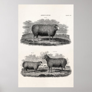 Vintage Sheep Ewe Farm Animals Retro Ewes Poster
