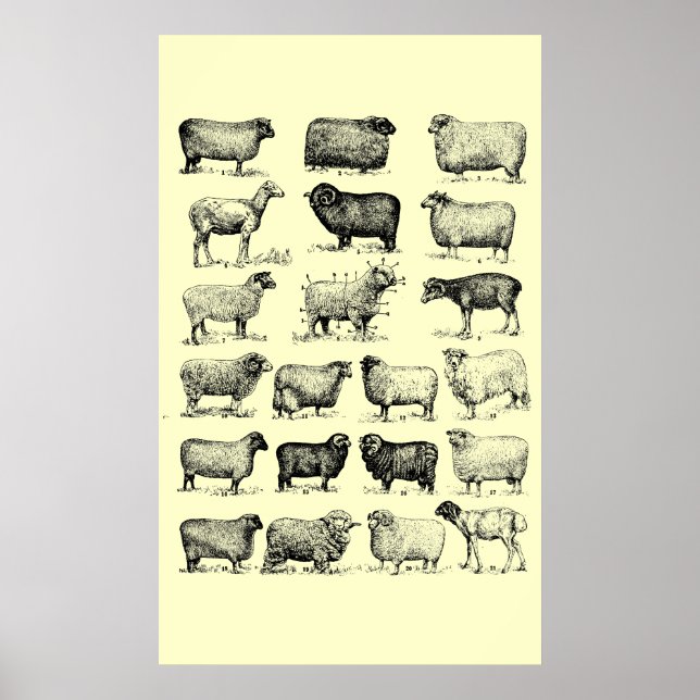 Vintage Sheep Poster (Front)