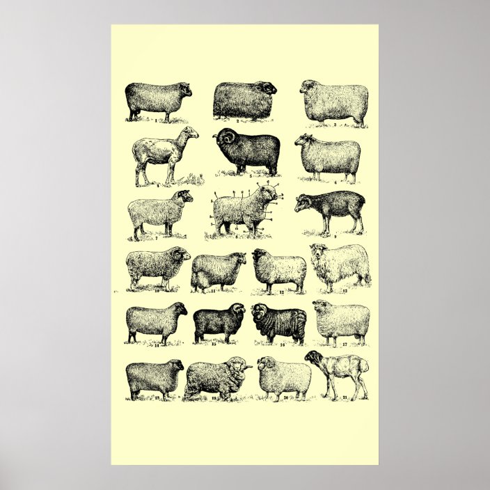 Vintage Sheep Poster Zazzle.co.nz