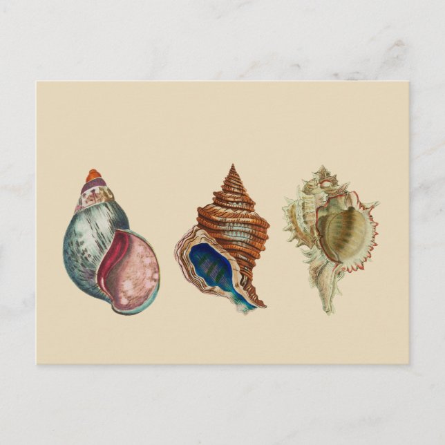 Vintage Shells Postcard (Front)