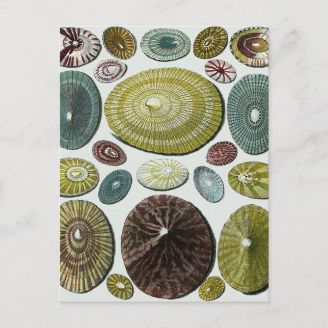 Vintage Shells Postcard (Front)