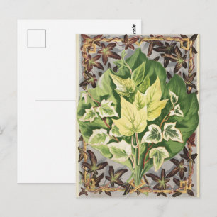 Vintage Shirley Hibberd Ivy Leaves Botanical Art Postcard