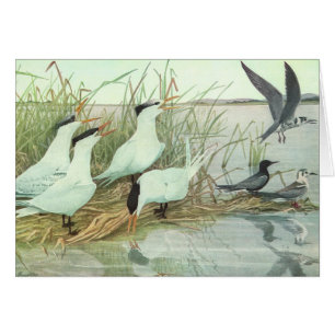 Vintage Shorebirds in a Marsh by Louis Fuertes