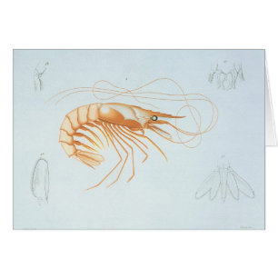 Vintage Shrimp Anatomy, Marine Life Ocean Animals