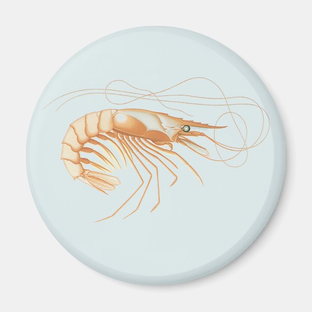Vintage Shrimp Anatomy, Marine Life Ocean Animals Magnet (Front)