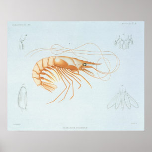 Vintage Shrimp Anatomy, Marine Life Ocean Animals Poster