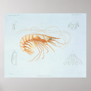 Vintage Shrimp, Marine Life Ocean Animals Anatomy Poster