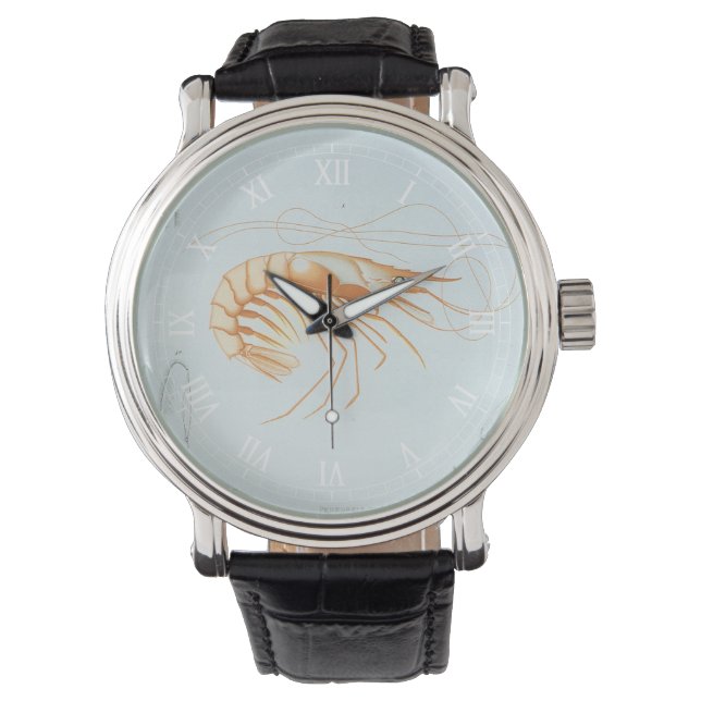 Vintage Shrimp, Marine Life Ocean Animals Anatomy Watch (Front)