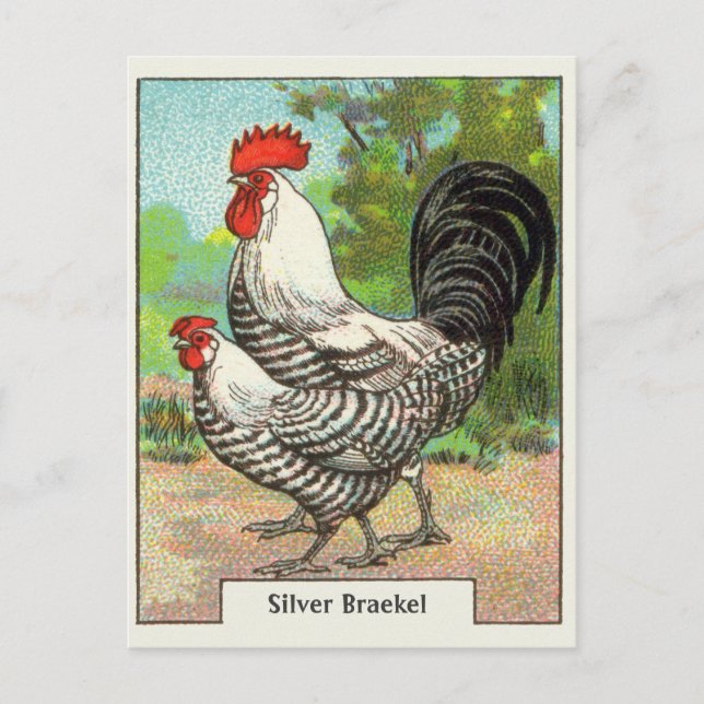Vintage Silver Braekel Chicken Postcard (Front)