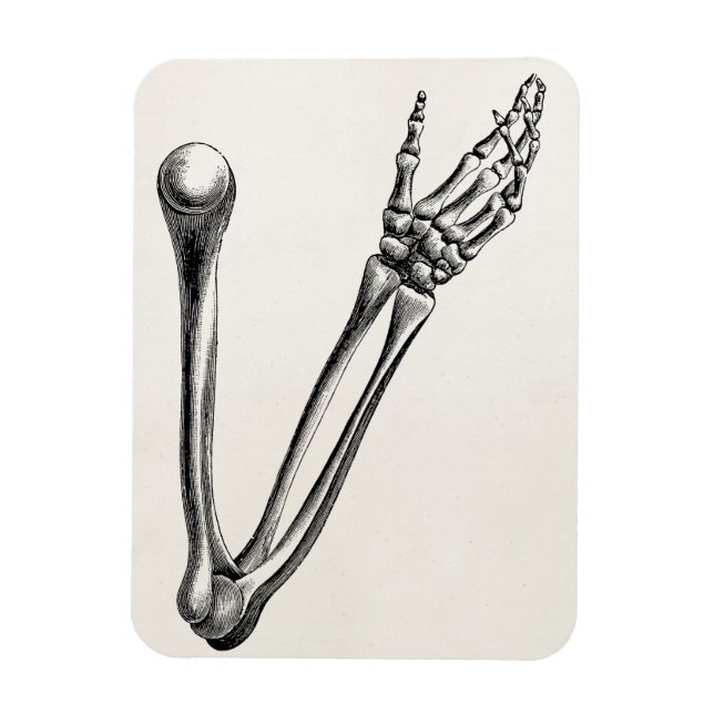 Vintage Skeleton Arm Bone Personalised Retro Bones Magnet (Vertical)