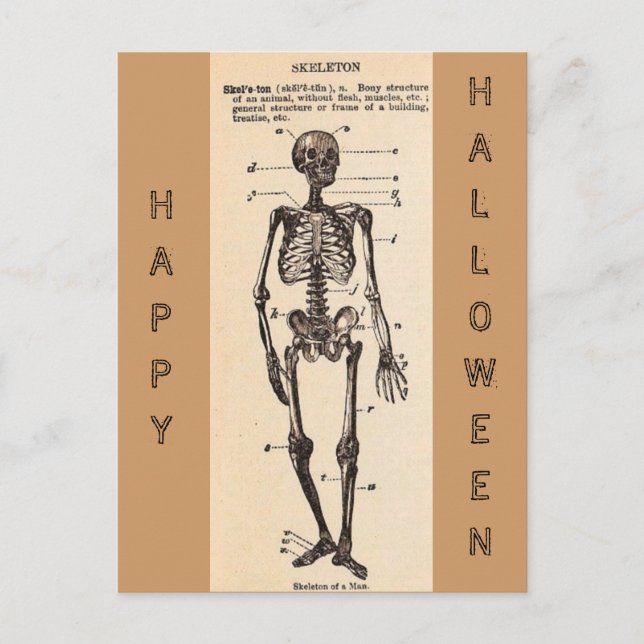 Vintage "Skeleton" Definition Postcard (Front)