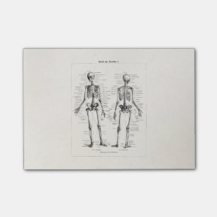 Vintage Skeleton Human Anatomy Bone Bones Skull Post-it Notes