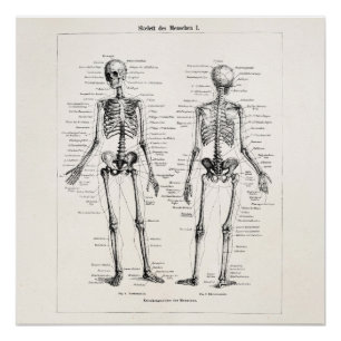 Vintage Skeleton Human Anatomy Bone Bones Skull Poster