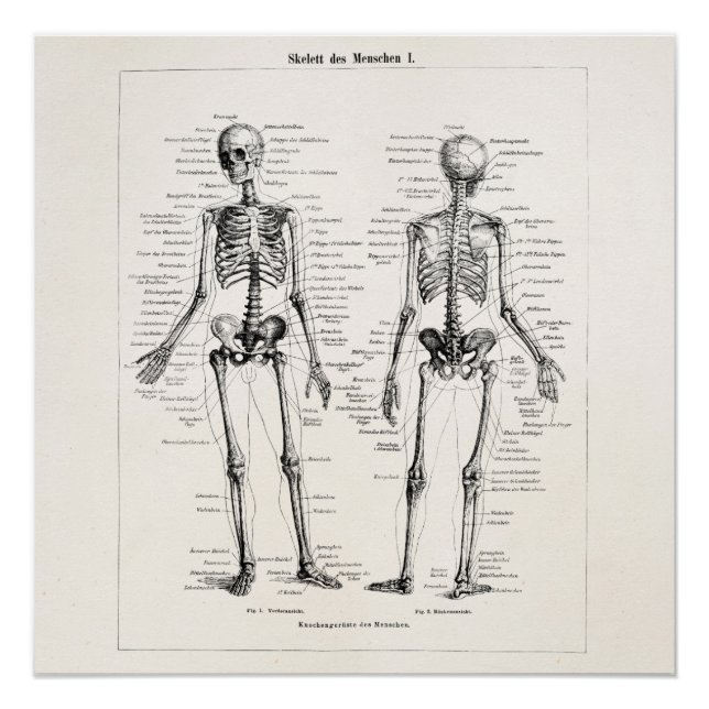 Vintage Skeleton Human Anatomy Bone Bones Skull Poster (Front)