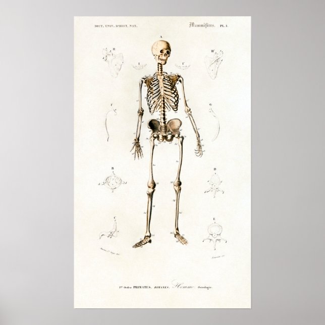Vintage Skeleton Human Anatomy Chart (Front)