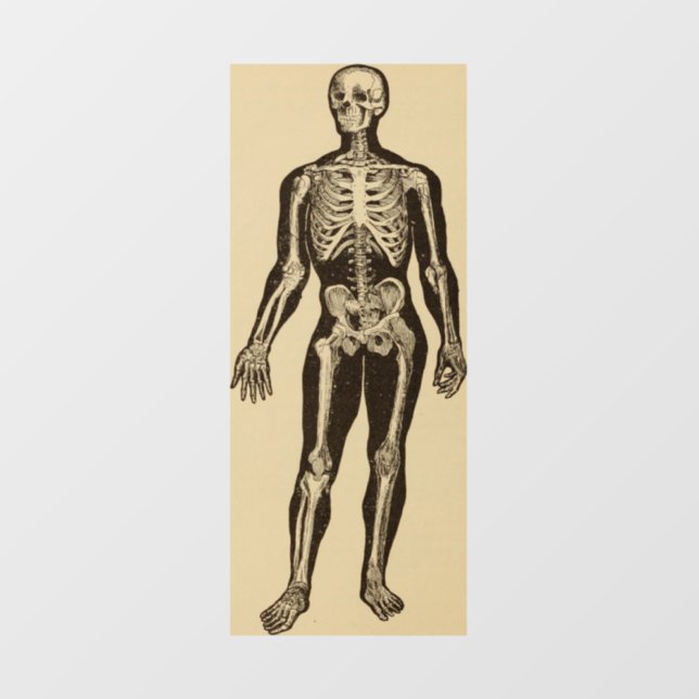 Vintage skeleton illustration aged whimsical  (Sheet)