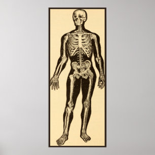 Vintage skeleton illustration aged whimsical poster