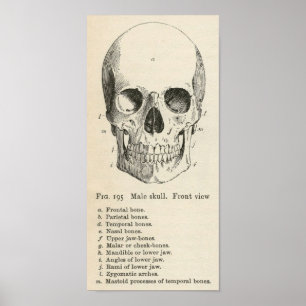 Vintage Skull Anatomy Halloween Poster