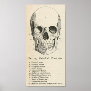 Vintage Skull Poster