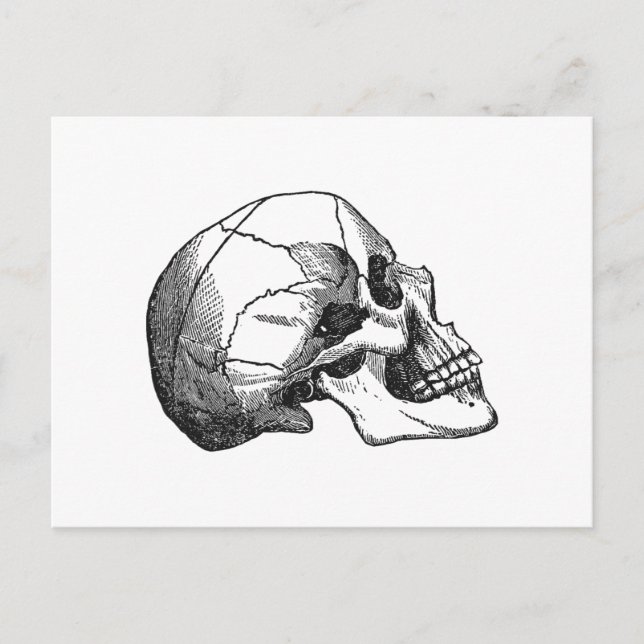 Vintage Skull Profile Illustration Postcard (Front)