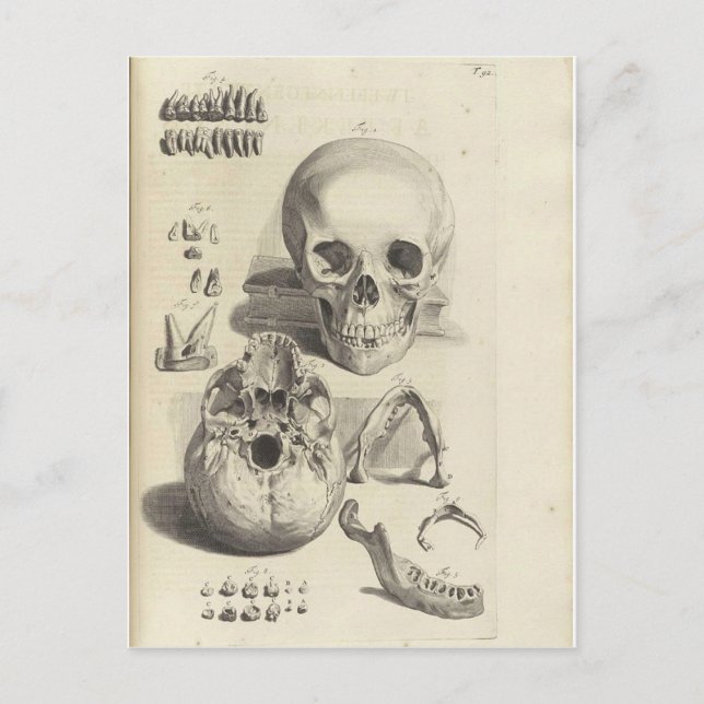 Vintage Skulls Postcard (Front)
