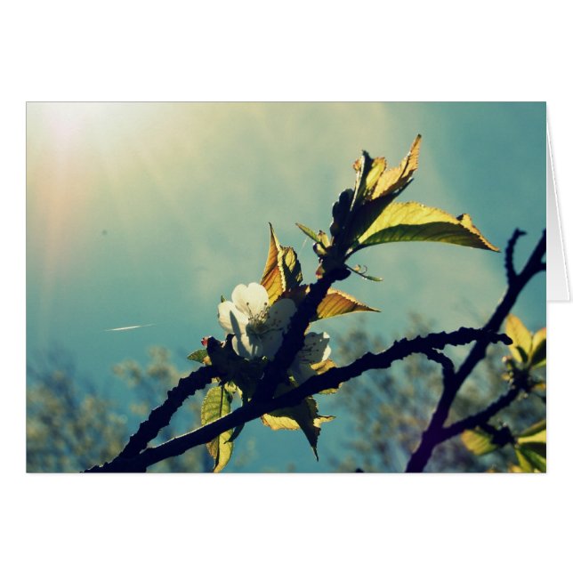 Vintage Sky (Front Horizontal)