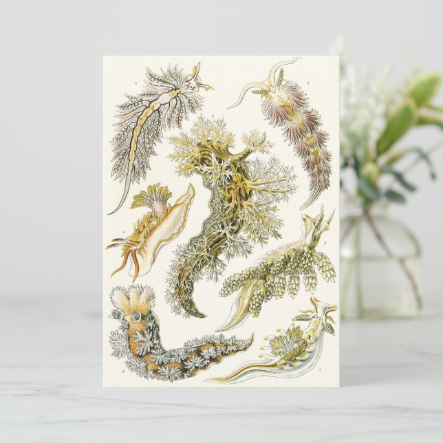 Vintage Snails and Sea Slugs by Ernst Haeckel (Standing Front)