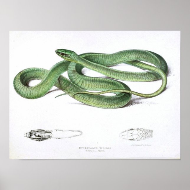 Vintage Snake Drawing-Green-African Poster (Front)