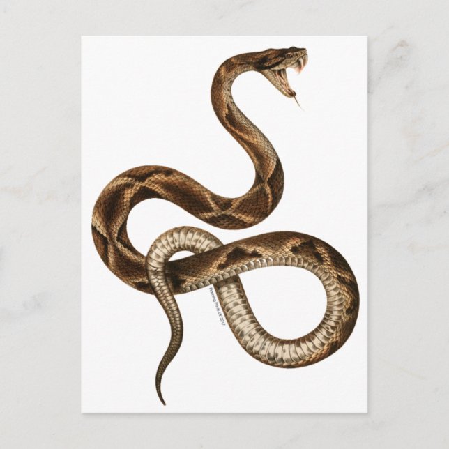 Vintage Snake Illustration Fangs Postcard (Front)