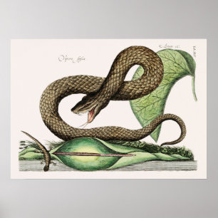 Vintage Snake Illustration Poster
