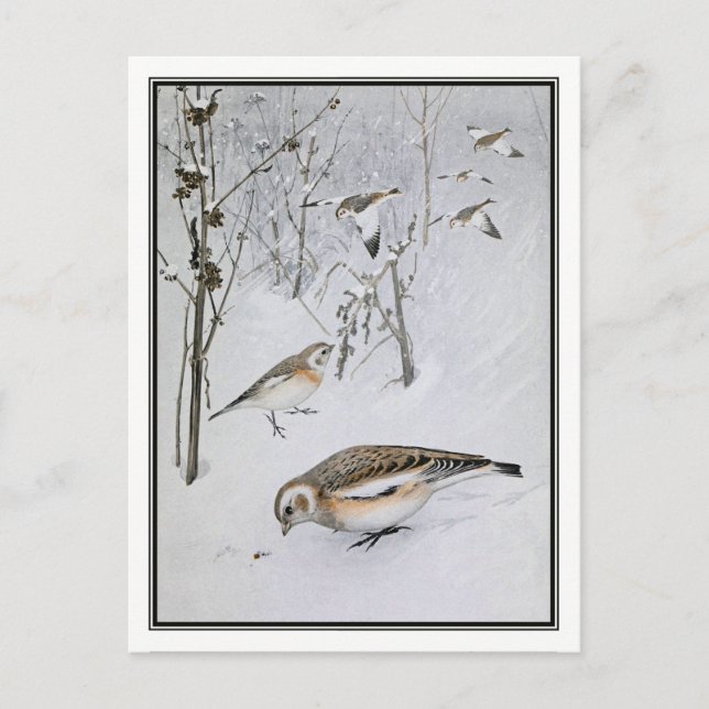 Vintage Snow Bunting - Robert Bruce Horsfall Postcard (Front)