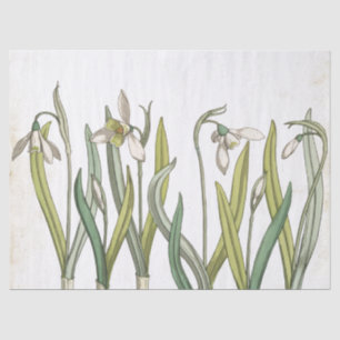 Vintage Snowdrop Flower Pale Parchment Spring  Tissue Paper