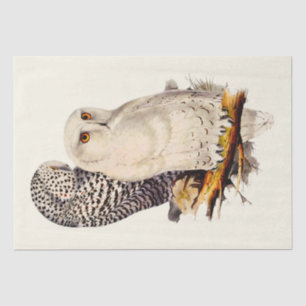Vintage Snowy Owl Drawing Tissue Paper
