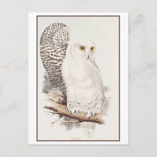 Vintage Snowy Owl Lithograph by Edward Lear Postcard