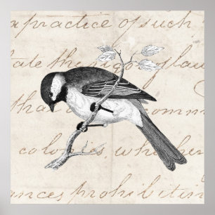 Vintage Song Bird Illustration - 1800's Birds Text Poster