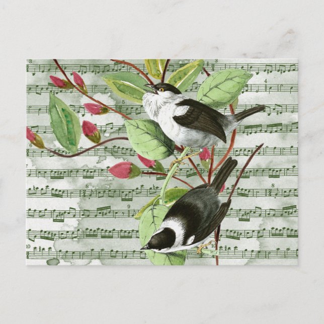 Vintage Songbirds on Sheet Music Postcard (Front)