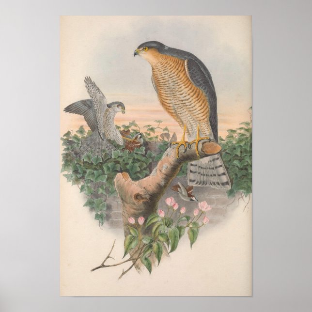 Vintage Sparrow Hawk Bird Poster (Front)